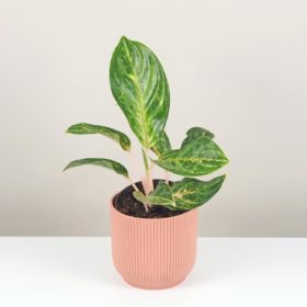 Aglaonema ‘Papaya’