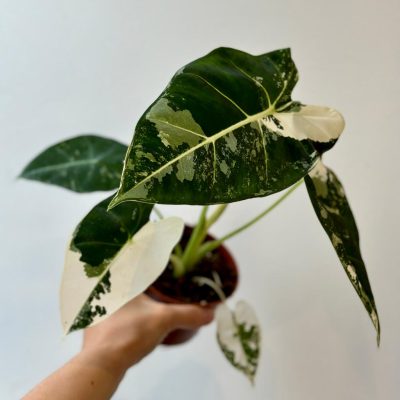 alocasia frydek variegata panasovaná vz?acná pokojová rostlina plantizia