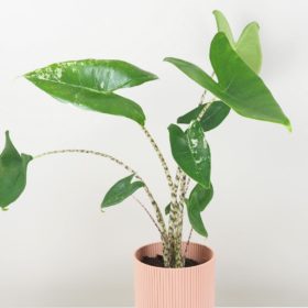 Alocasia zebrina variegata velk | Rarity - Plantizia.cz