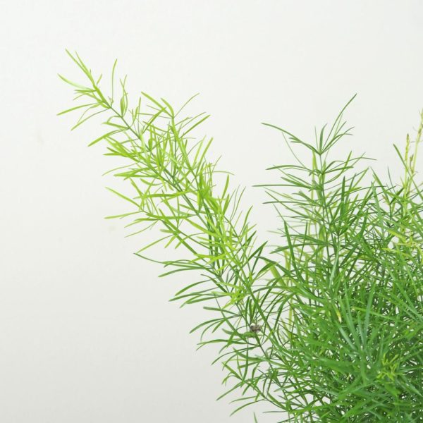 asparagus sprengeri vlhkomilná pokojová rostlina