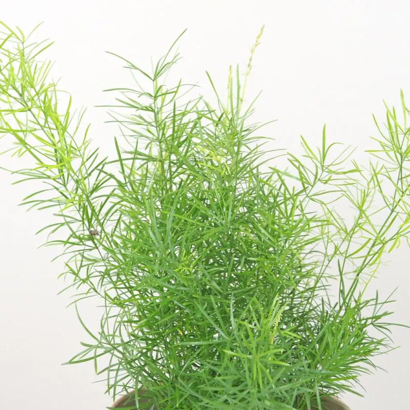asparagus sprengeri vlhkomilná pokojová rostlina