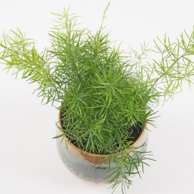asparagus sprengeri vlhkomilná pokojová rostlina
