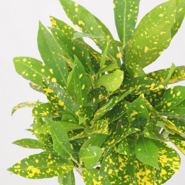 krotonovec codiaeum variegatum gold dust kroton zlta pokojová rostlina