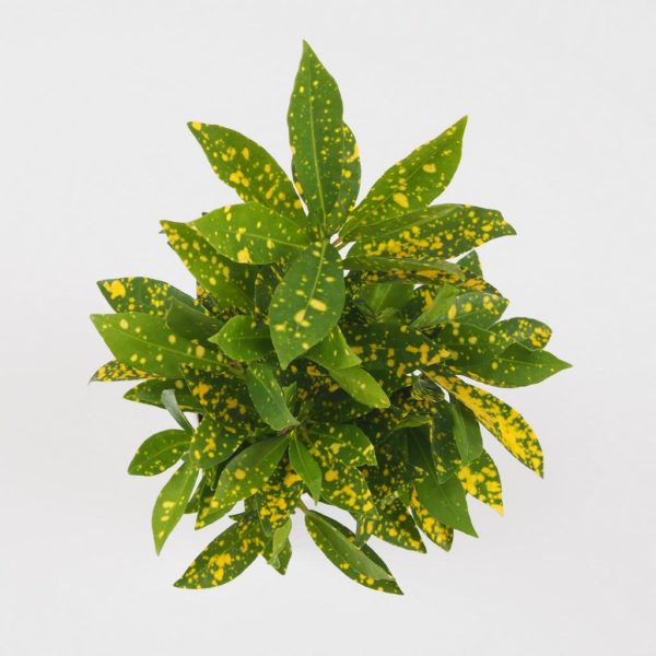 krotonovec codiaeum variegatum gold dust kroton zlta pokojová rostlina