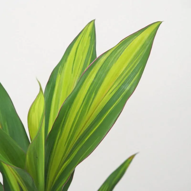 cordyline fruticosa kiwi zajimava pokojová rostlina zelena ruzova