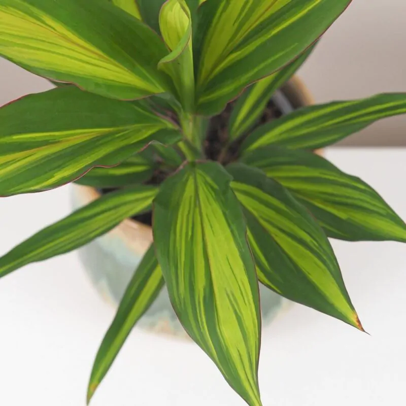 cordyline fruticosa kiwi zajimava pokojová rostlina zelena ruzova