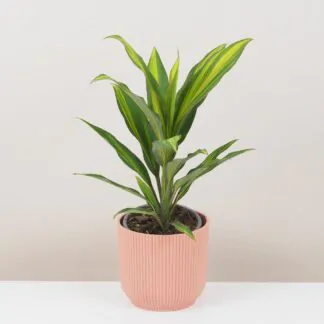cordyline fruticosa kiwi zajimava pokojová rostlina zelena ruzova