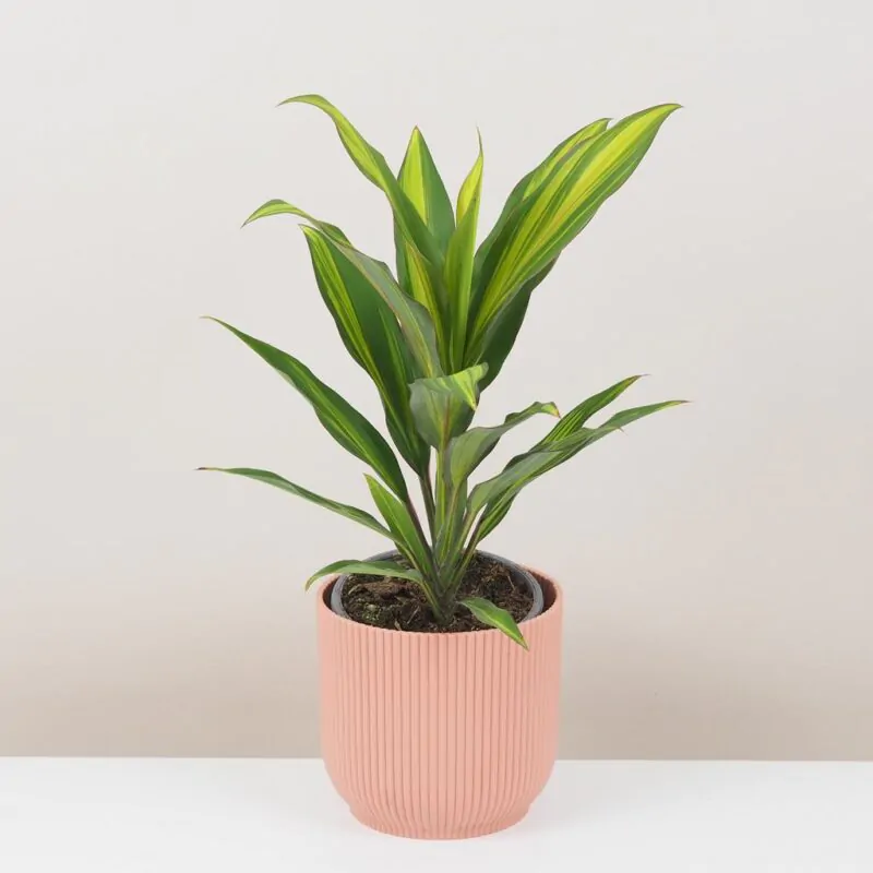 cordyline fruticosa kiwi zajimava pokojová rostlina zelena ruzova