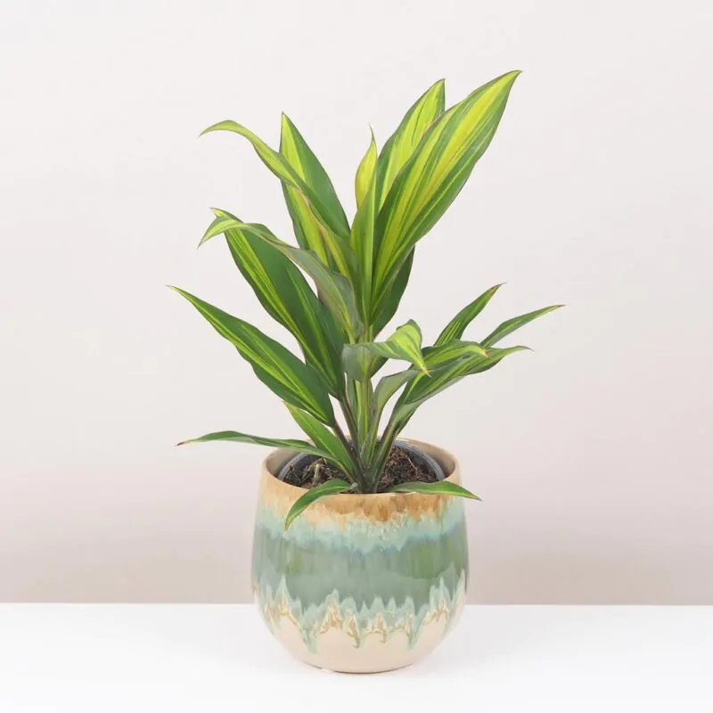 cordyline fruticosa kiwi zajimava pokojová rostlina zelena ruzova