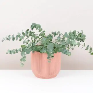 eukalypt eucalypt gunnii pokojove rostliny pokojovky