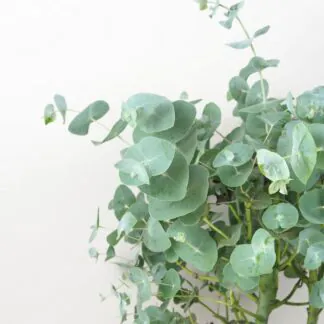 eukalypt eucalypt gunnii