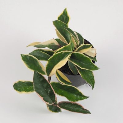 hoya carnosa krimson queen voskovka barevná nenarocná pokojová rostlina plantizia