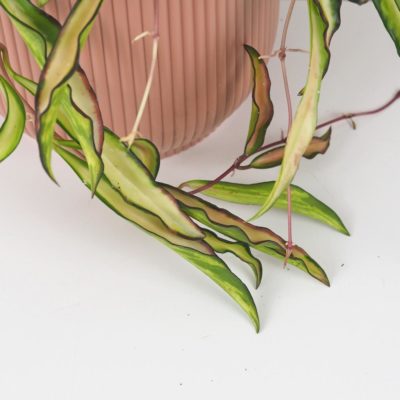 hoya wayettii tricolor barevná voskovka raritní pokojová rostlina plantizia
