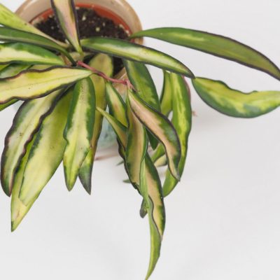 hoya wayettii tricolor barevná voskovka raritní pokojová rostlina plantizia