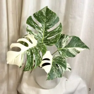 monstera deliciosa albo variegata panasovana