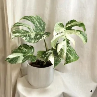 monstera deliciosa albo variegata panasovana
