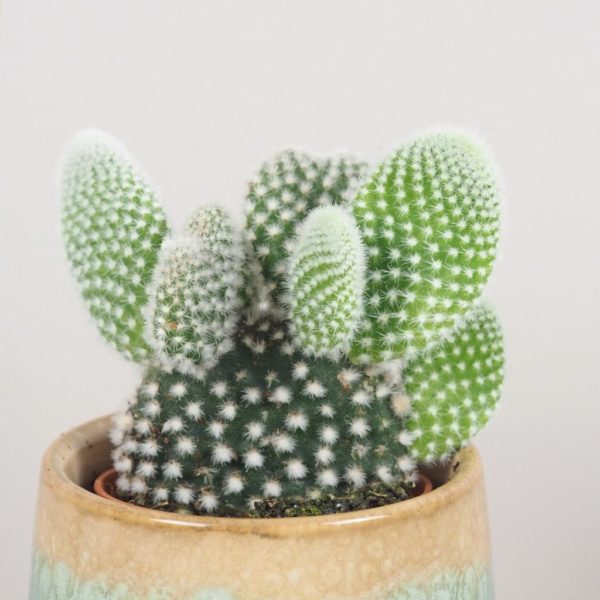 opuntia microdasys albispina kaktus nenarocná pokojová rostlina plantizia