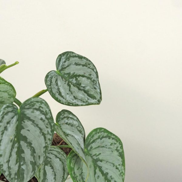 philodendron brandtianum bandi raritna tahava pokojová rostlina plantizia