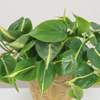 Philodendron scandens ‘Brasil’ velký Philodendron scandens 'Brasil', philodendron, philodendron brasil, philodendron scandens brasil, nenáročná rostlina, pokojová rostlina, pokojový květ, táhla rostlina, rostlina vhodna na polici, rostlina do macrame