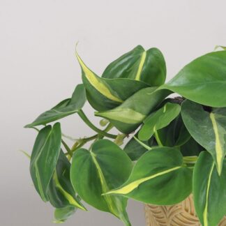 Philodendron scandens ‘Brasil’ velký Philodendron scandens 'Brasil', philodendron, philodendron brasil, philodendron scandens brasil, nenáročná rostlina, pokojová rostlina, pokojový květ, táhla rostlina, rostlina vhodna na polici, rostlina do macrame