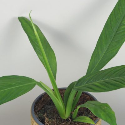philodendron campii filodendron netradiční pokojové rostliny plantizie