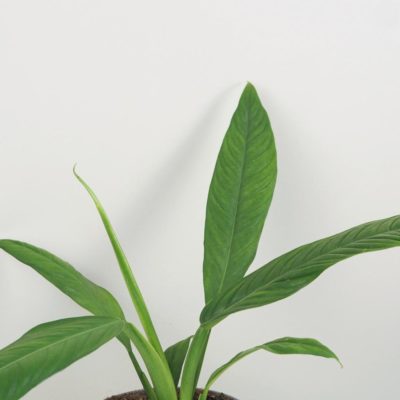 philodendron campii filodendron netradiční pokojové rostliny plantizie