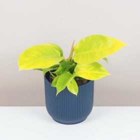 Philodendron 'Imperial Gold' | Rostliny - Plantizia.cz
