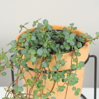 Pilea glauca aquamarine pilea glauca aquamarine tahava pokojová rostlina