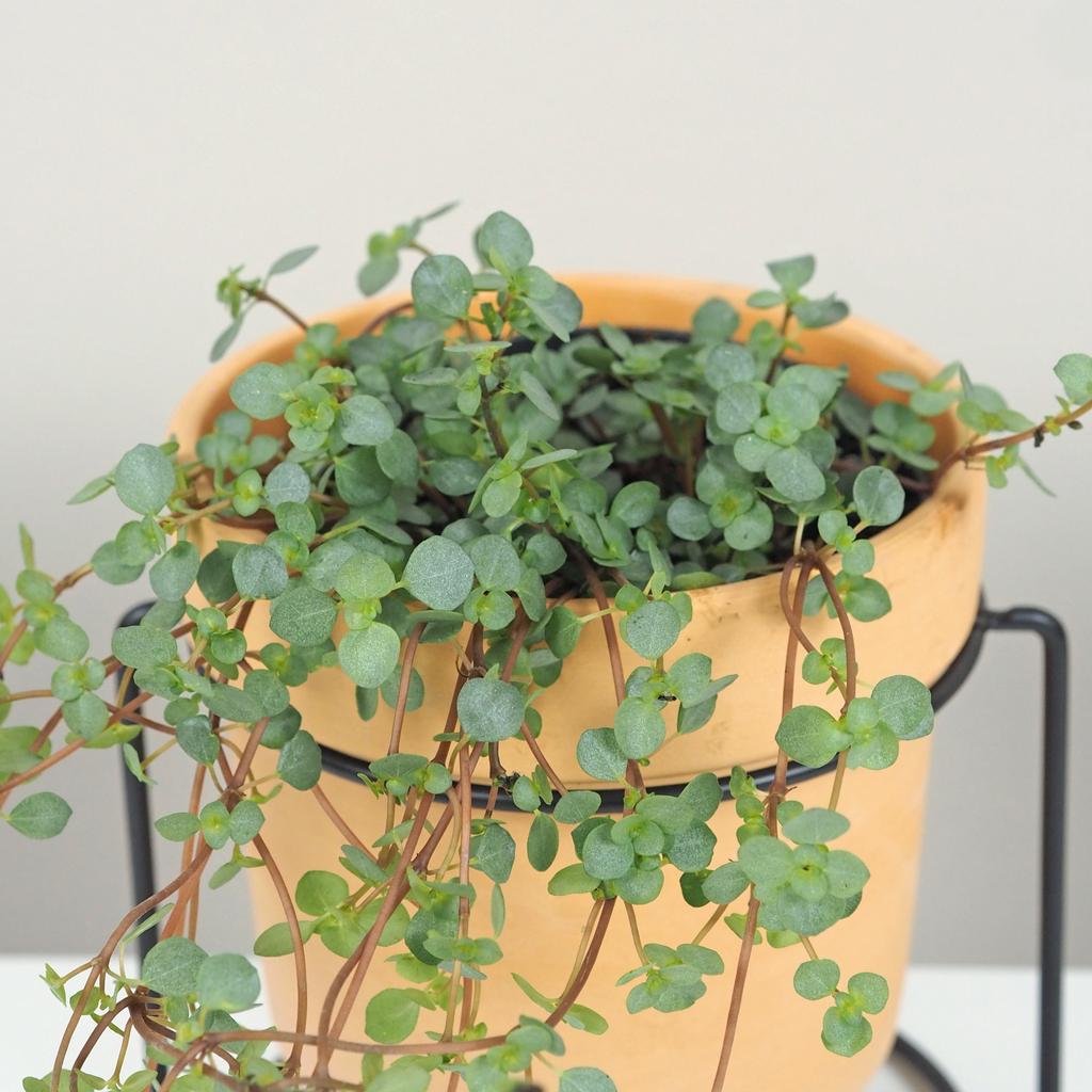 Pilea glauca aquamarine pilea glauca aquamarine tahava pokojová rostlina