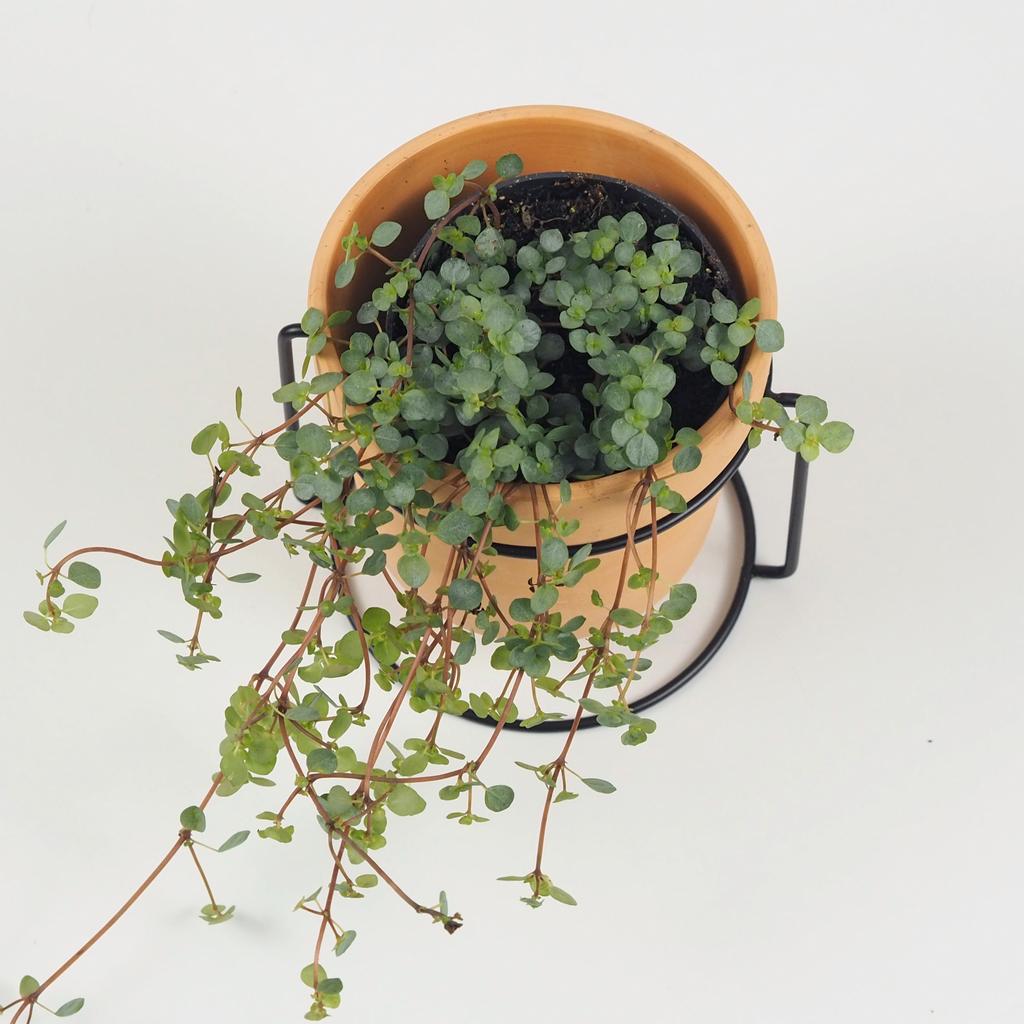 Pilea glauca aquamarine pilea glauca aquamarine tahava pokojová rostlina