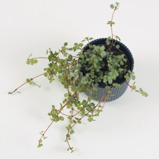 Pilea glauca aquamarine pilea glauca aquamarine tahava pokojová rostlina