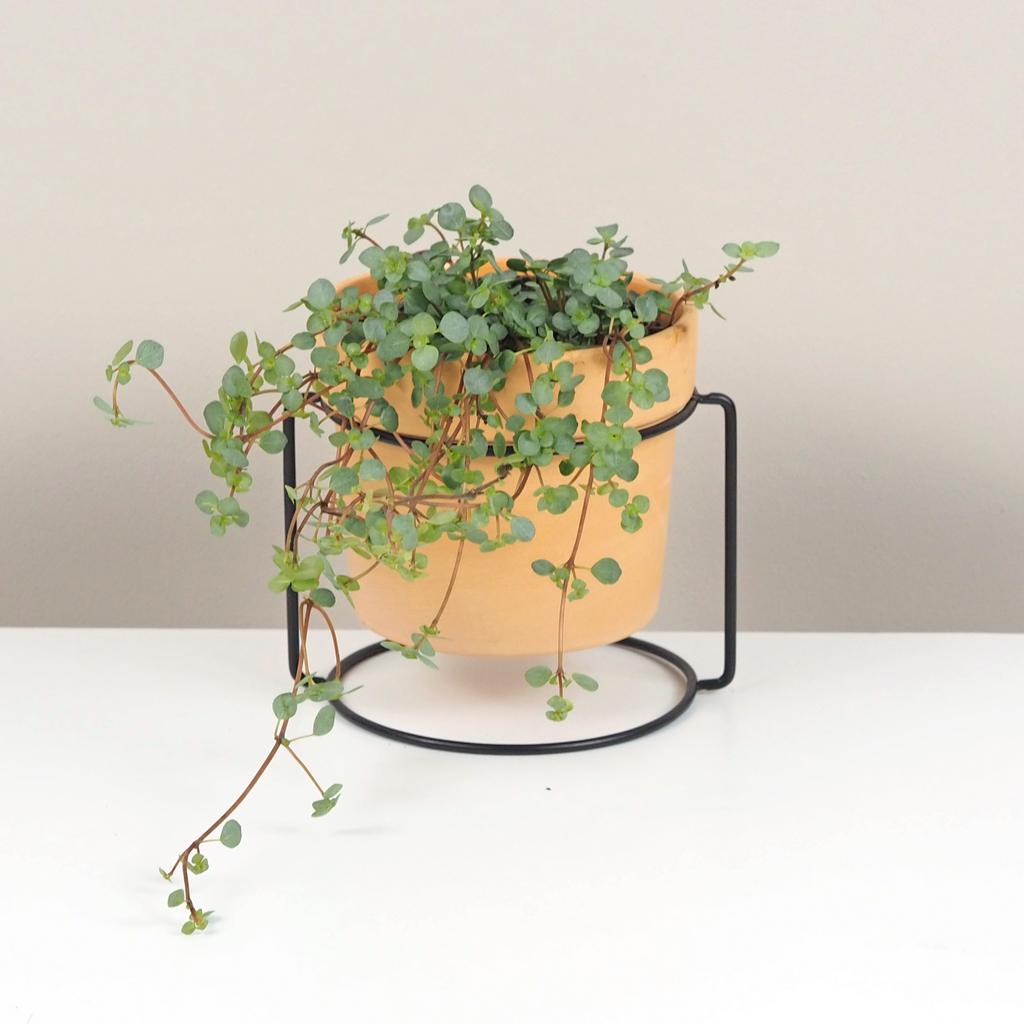 Pilea glauca aquamarine pilea glauca aquamarine tahava pokojová rostlina