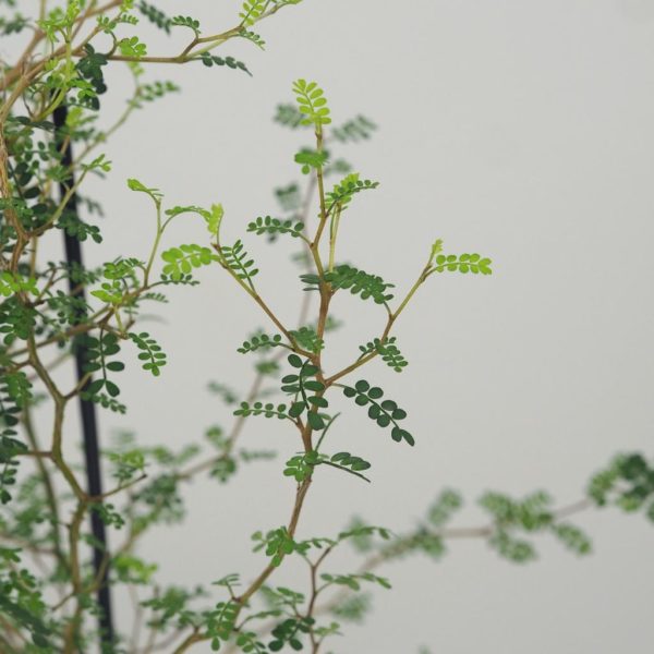 sophora prostrata little baby pokojová rostlina plantizia