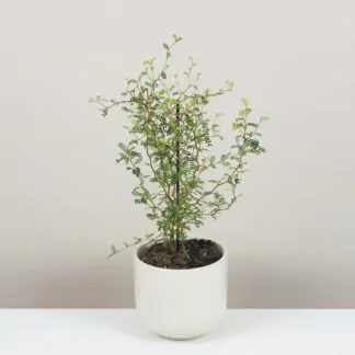 sophora prostrata little baby pokojová rostlina plantizia