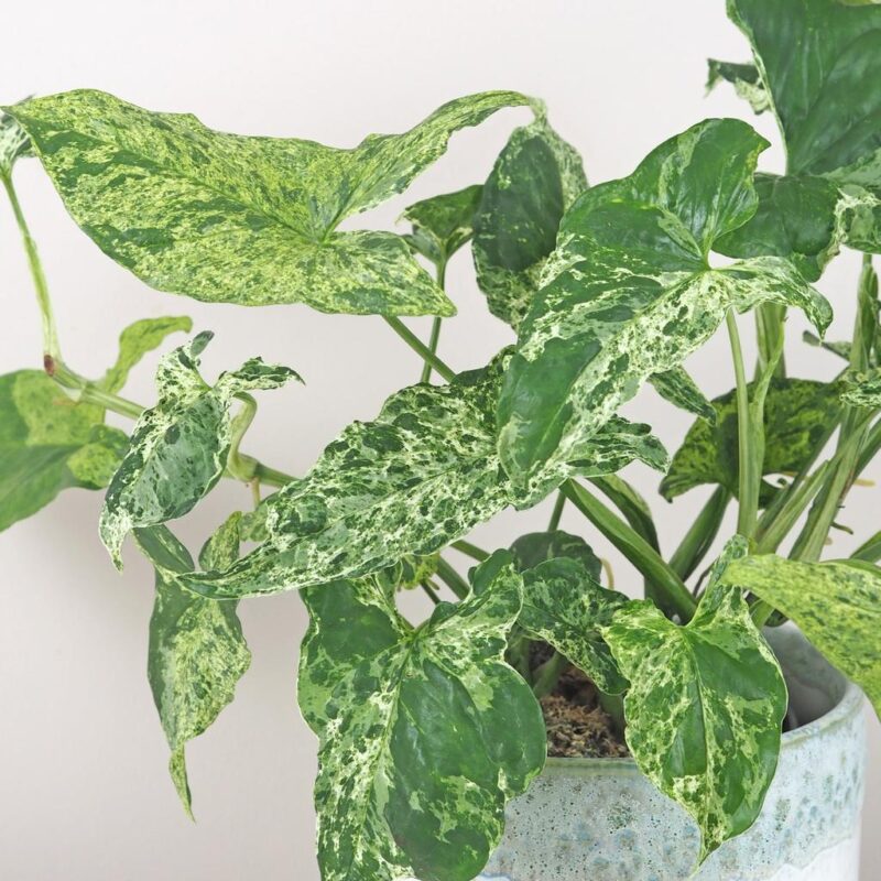 syngonium podophyllum mottled mojito