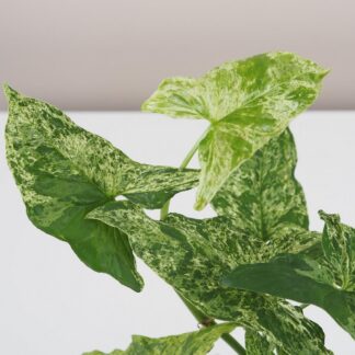 syngonium podophyllum mottled mojito