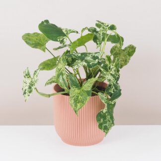 syngonium podophyllum mottled mojito pokojove rostliny pokojovky