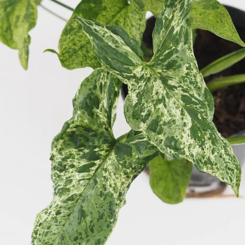 syngonium podophyllum mottled mojito