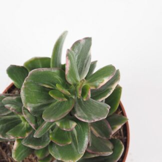 Tlustice / Crassula ovata tricolor tučnolist crassula ovata tricolor sukulent nenarocná rostlina na slunce