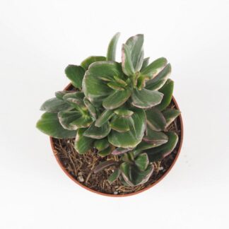 tučnolist crassula ovata tricolor sukulent nenarocná rostlina na slunce