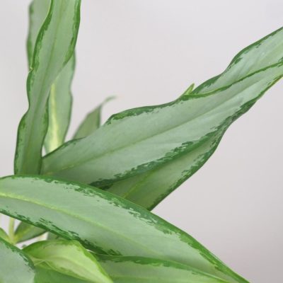 aglaonema white lance zelená nenarocná pokojová rostlina