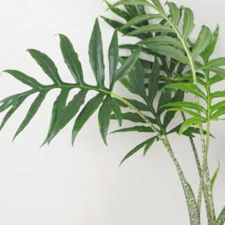 Alocasia brancifolia ‘Pink Passion’ alocasia brancifolia