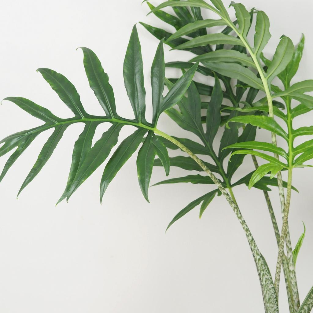 Alocasia brancifolia ‘Pink Passion’ alocasia brancifolia