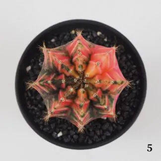 kaktus gymnocalycium mihanovichii variegata 5 plantizia Plantizia.cz