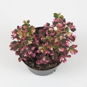 Oxalis vulcanicola ‘Pink’