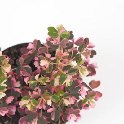 oxalis vulcanicola pink růžová pokojová rostlina