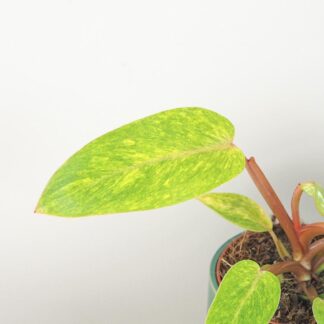 Philodendron ‘Painted Lady’ philodendron painted lady raritní vzácná plantize