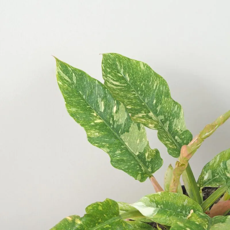 philodendron ring of fire vzácná pokojová rostlina panasovaný filodendron