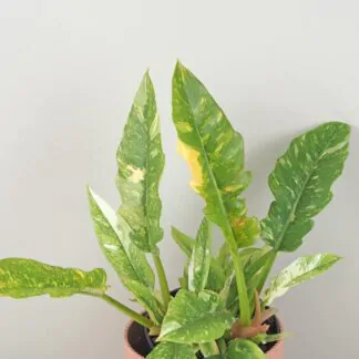 philodendron ring of fire vzácná pokojová rostlina panasovaný filodendron
