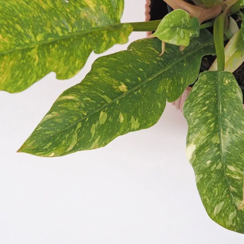 philodendron ring of fire vzácná pokojová rostlina panasovaný filodendron